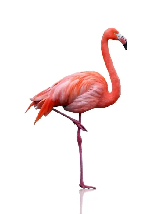 Framed Print : Pink flamingo Framed Print : Pink flamingo
