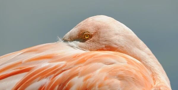 Pink Flamingo -Phoenicopterus ruber roseus-
