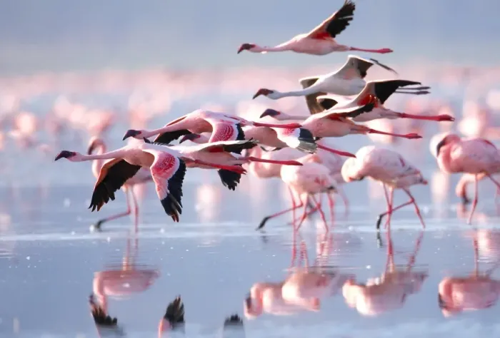 Framed Print : Pink Flamingos Framed Print : Pink Flamingos