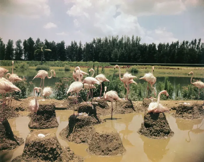 Framed Print : Pink Flamingos Gathering by Their Nests Framed Print : Pink Flamingos Gathering by Their Nests
