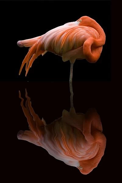 Pink Flamingos reflection