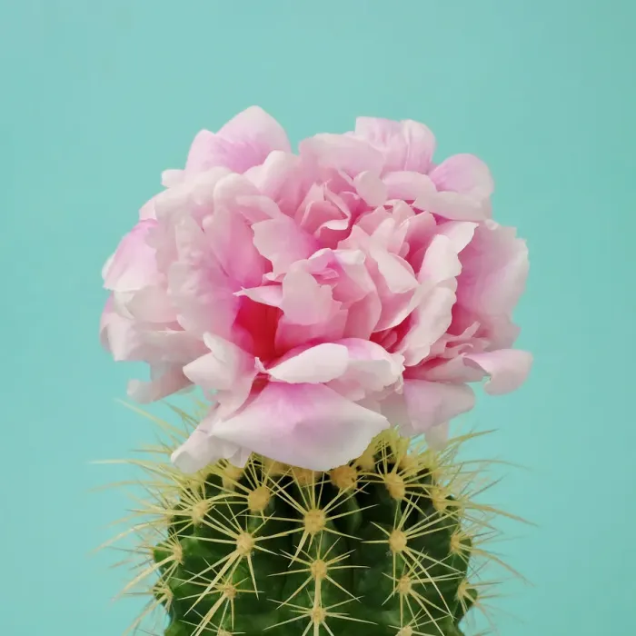 Framed Print : Pink flower on cactus Framed Print : Pink flower on cactus