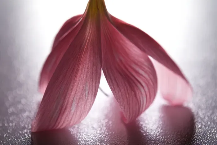 Framed Print : Pink Flower Still Life Framed Print : Pink Flower Still Life