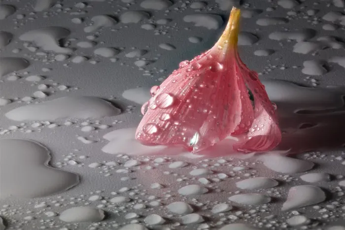 Framed Print : Pink Flower Still Life with Droplets Framed Print : Pink Flower Still Life with Droplets