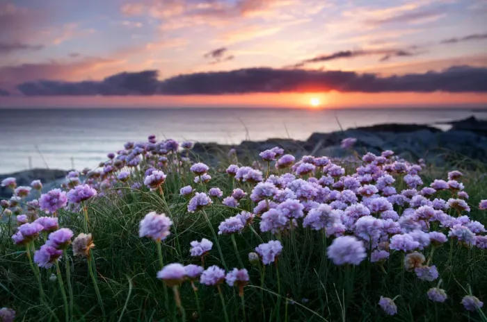 Framed Print : Pink flowers by the sea at sunset, Outer Hebrides, Scotland Framed Print : Pink flowers by the sea at sunset, Outer Hebrides, Scotland