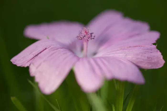 Framed Print : Pink Geranium Lying on Grass Framed Print : Pink Geranium Lying on Grass