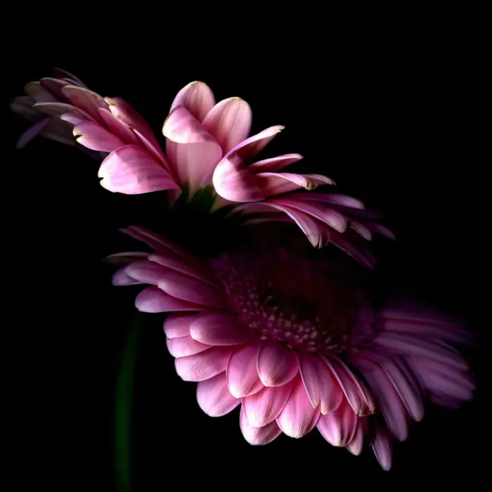 Framed Print : Pink Gerbera Framed Print : Pink Gerbera