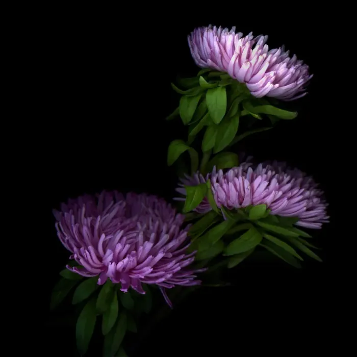 Framed Print : Pink giant Asters Framed Print : Pink giant Asters