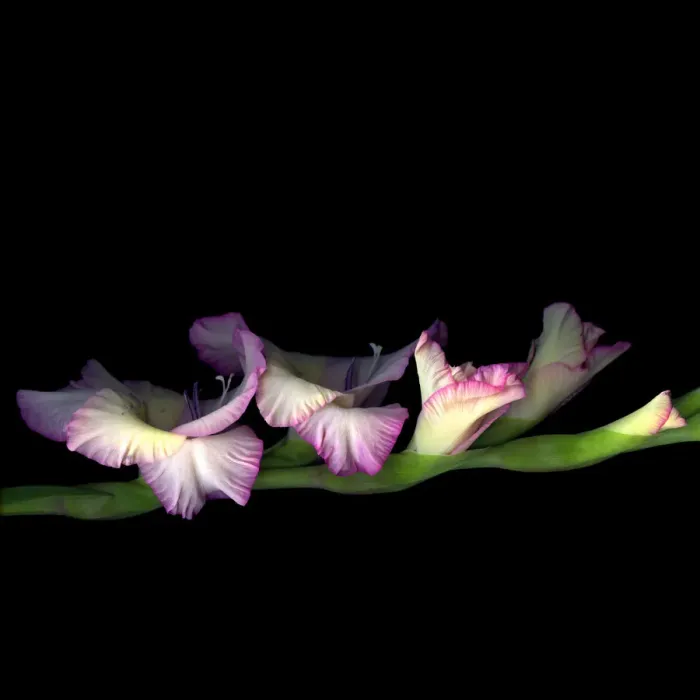 Framed Print : Pink Glad. Gladioli flowers Framed Print : Pink Glad. Gladioli flowers