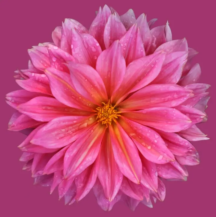 Framed Print : Pink Glow. Pink dinner plate dahlia Framed Print : Pink Glow. Pink dinner plate dahlia