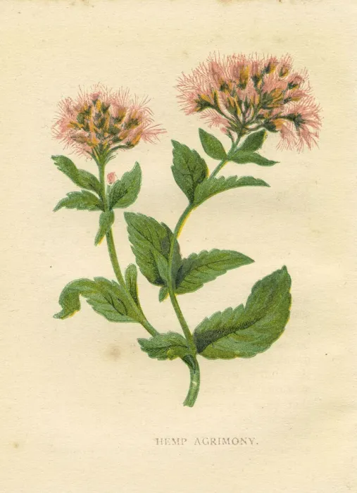 Framed Print : Pink hemp agrimony wildflower Victorian botanical illustration by Anne Pratt