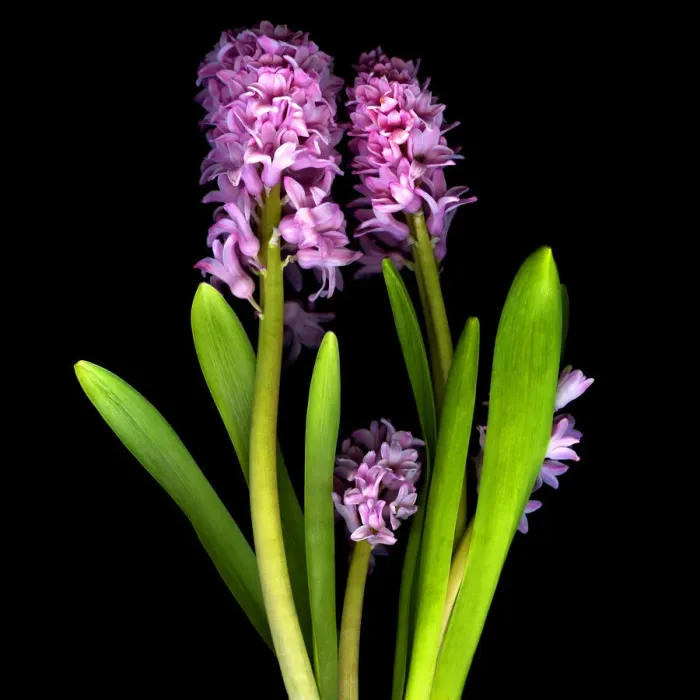 Framed Print : Pink hyacinths Framed Print : Pink hyacinths