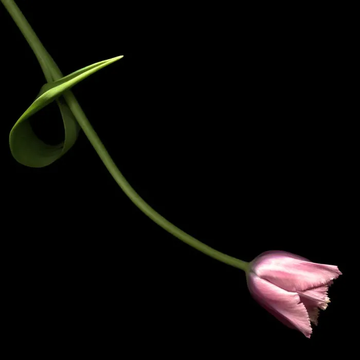 Framed Print : A pink lady for the romantic seasoan Framed Print : A pink lady for the romantic seasoan