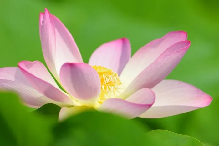 Framed Print : Pink Lotus flower -Nelumbo nucifera-, Baden-Wurttemberg, Germany Framed Print : Pink Lotus flower -Nelumbo nucifera-, Baden-Wurttemberg, Germany