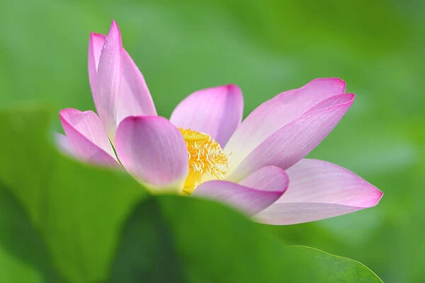 Pink Lotus flower -Nelumbo nucifera-, Baden-Wurttemberg, Germany
