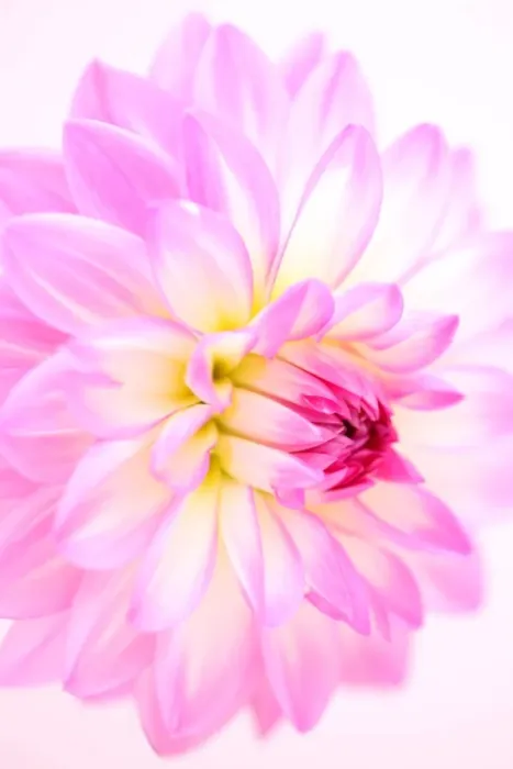 Framed Print : Pink magic Framed Print : Pink magic