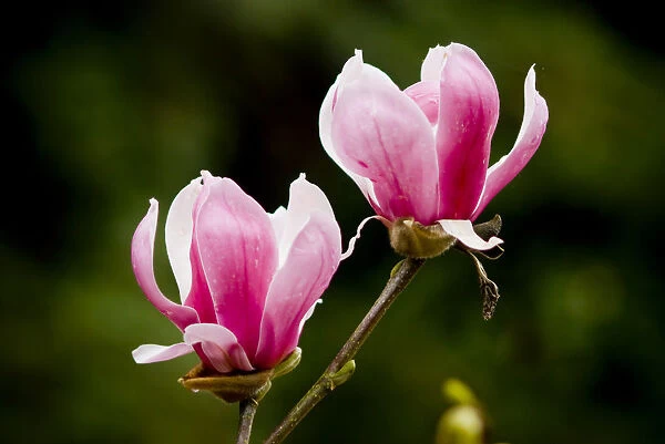 Two pink Magnolia flowers