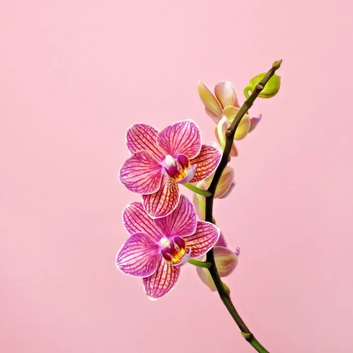 Framed Print : Pink Orchid in Bloom Framed Print : Pink Orchid in Bloom