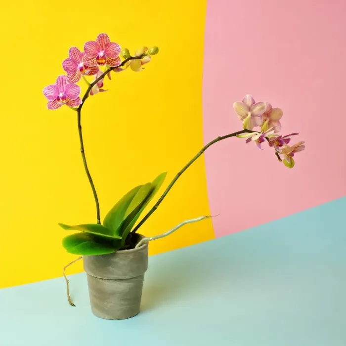 Framed Print : Pink orchid in pot Framed Print : Pink orchid in pot