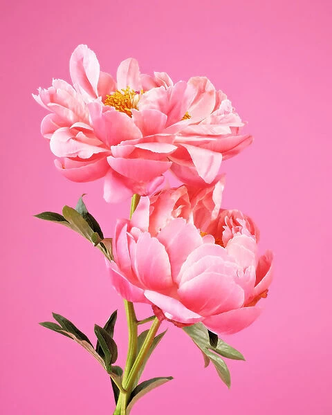 Two pink peonies on pink background