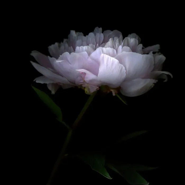 Framed Print : Pink peony flower Framed Print : Pink peony flower