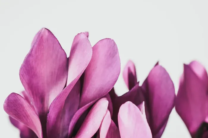 Framed Print : Pink petals for with white background Framed Print : Pink petals for with white background