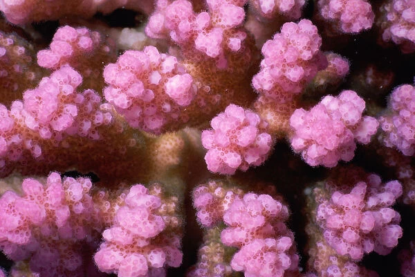 Pink pocillopora (Pocillopora verrucosa) or Warty coral