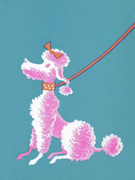 Framed Print : Pink Poodle Sitting Framed Print : Pink Poodle Sitting