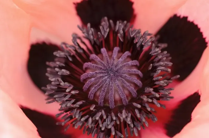 Framed Print : Pink poppy flower, Oriental Poppy -Papaver orientale-, inflorescence with pollen tubes and ovaries Framed Print : Pink poppy flower, Oriental Poppy -Papaver orientale-, inflorescence with pollen tubes and ovaries