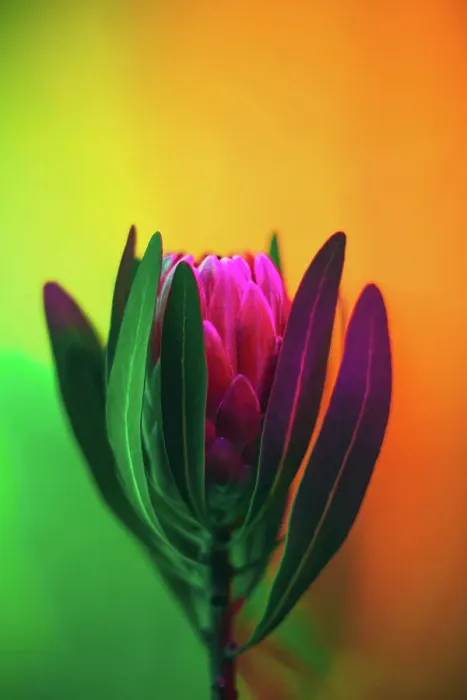 Framed Print : Pink protea flower in neon light. Gradient of green, yellow and pink colors. Copy space for your design. Extreme close-up Framed Print : Pink protea flower in neon light. Gradient of green, yellow and pink colors. Copy space for your design. Extreme close-up