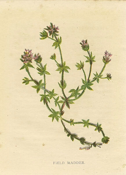 Pink purple field madder wildflower Victorian botanical illustration by Anne Pratt