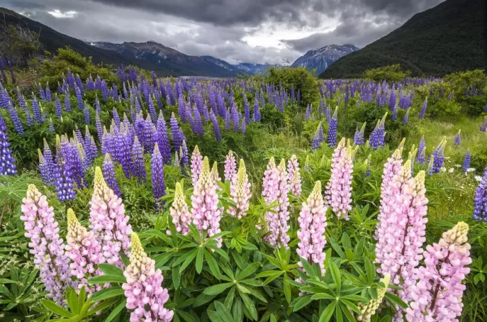 Framed Print : Pink and purple lupins -Lupinus-, at Arthurs Pass National Park, vast valley at back, South Island, New Zealand, Oceania Framed Print : Pink and purple lupins -Lupinus-, at Arthurs Pass National Park, vast valley at back, South Island, New Zealand, Oceania