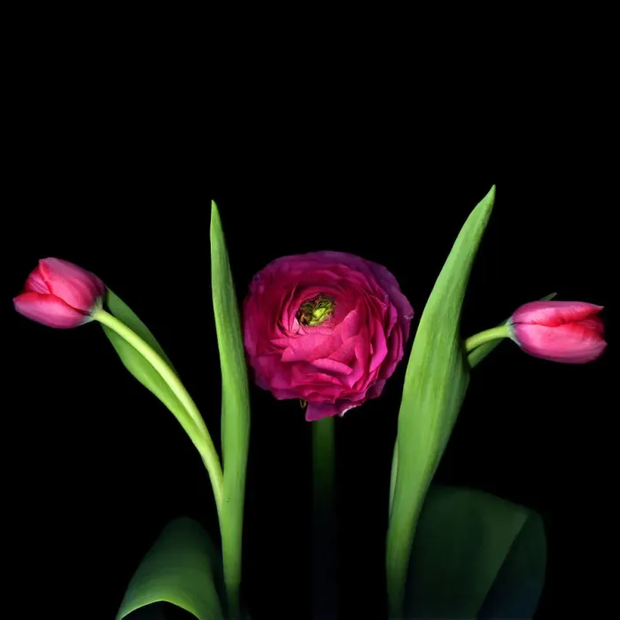 Framed Print : Pink Ranunculus Framed Print : Pink Ranunculus