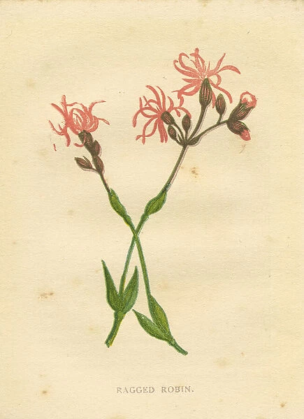 Pink red ragged robin wildflower Victorian botanical illustration by Anne Pratt
