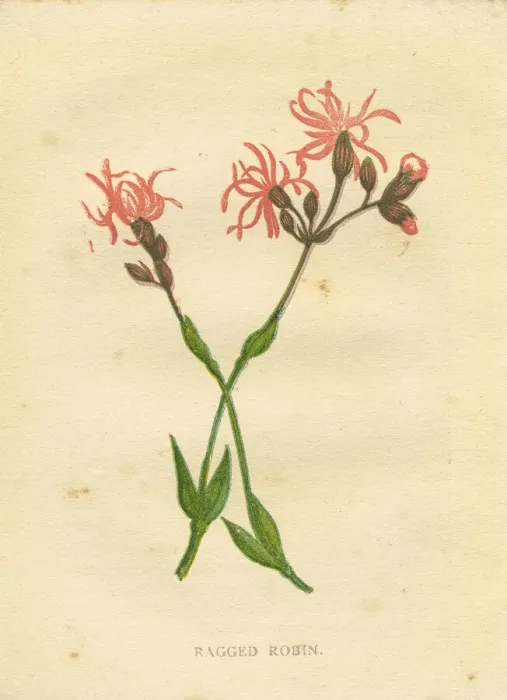 Framed Print : Pink red ragged robin wildflower Victorian botanical illustration by Anne Pratt