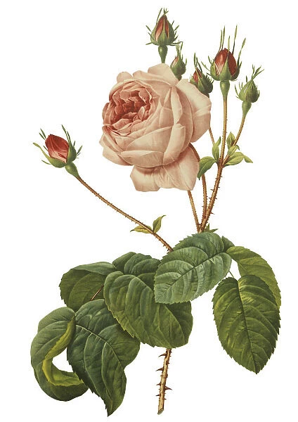 Pink rose. Old illustration of Rosa centifolia Bullata