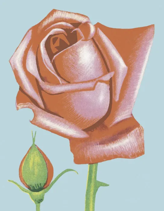 Framed Print : Pink Rose. http: / / csaimages.com / images / istockprofile / csa_vector_dsp.jpg Framed Print : Pink Rose. http: / / csaimages.com / images / istockprofile / csa_vector_dsp.jpg
