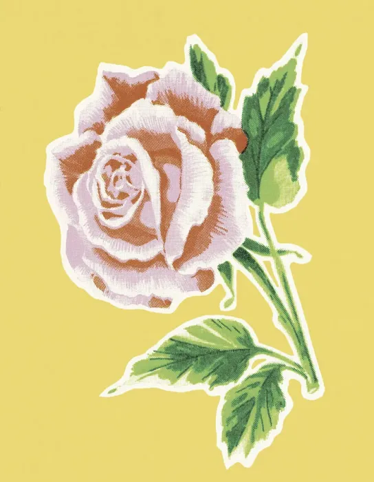 Framed Print : Pink Rose. http: / / csaimages.com / images / istockprofile / csa_vector_dsp.jpg Framed Print : Pink Rose. http: / / csaimages.com / images / istockprofile / csa_vector_dsp.jpg