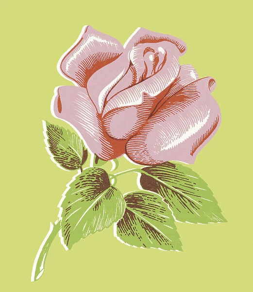 Pink Rose. http: /  / csaimages.com / images / istockprofile / csa_vector_dsp.jpg