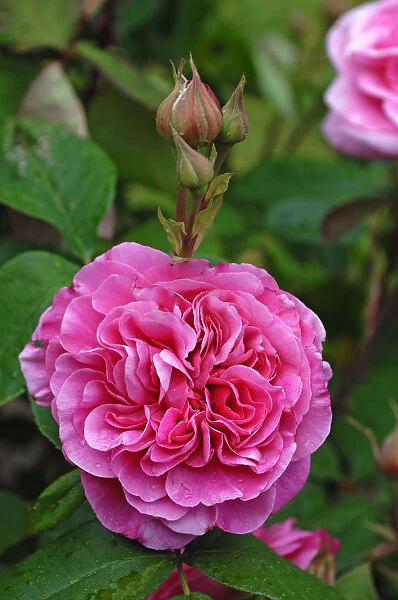 Pink rose -Rosa-, variety Gertrude Jekyll, flowers with buds