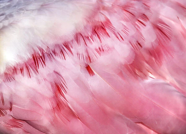 Detail of Pink Roseate Spoonbill Feathers at Fort Myers Beach, Florida