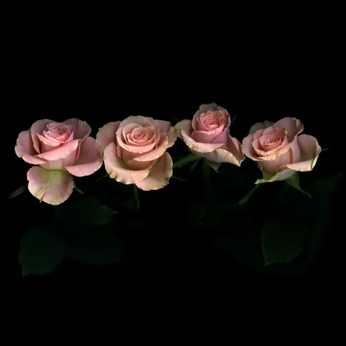 Framed Print : Pink roses on black background Framed Print : Pink roses on black background