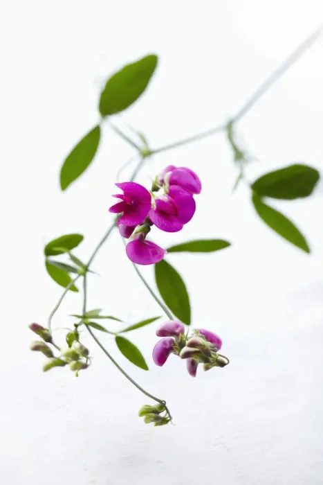 Framed Print : pink sweet pea on white background Framed Print : pink sweet pea on white background