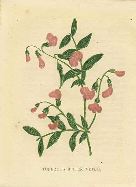 Pink tuberous bitter vetch wildflower Victorian botanical illustration by Anne Pratt