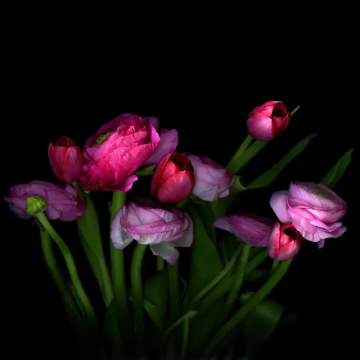 Framed Print : Pink tulips and Ranunculus Framed Print : Pink tulips and Ranunculus