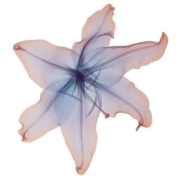 Pink and violet lily blossom, X-ray