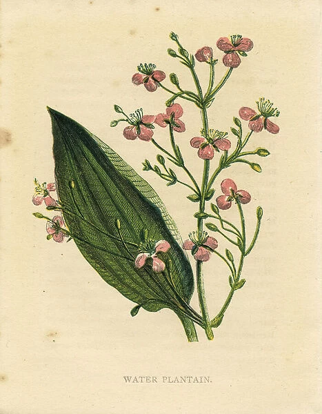 Pink water plantain wildflower Victorian botanical illustration by Anne Pratt