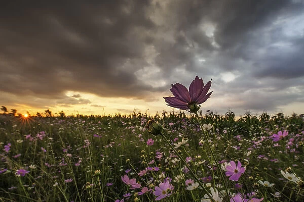 Pink and White Cosmos (Bidens formosa) Wildflowers Landscape at Sunset, Magaliesburg, Gauteng Province, South Africa