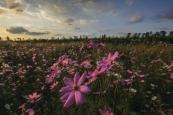 Pink and White Cosmos (Bidens formosa) Wildflowers Landscape at Sunset, Magaliesburg, Gauteng Province, South Africa