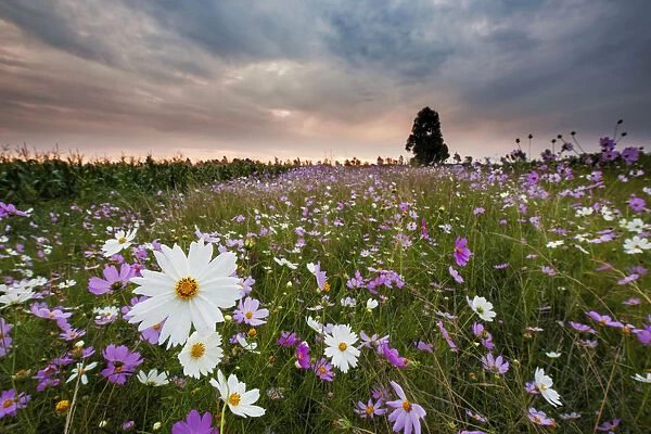 Pink and White Cosmos (Bidens formosa) Wildflower Landscape at Sunset, Magaliesburg, Gauteng Province, South Africa